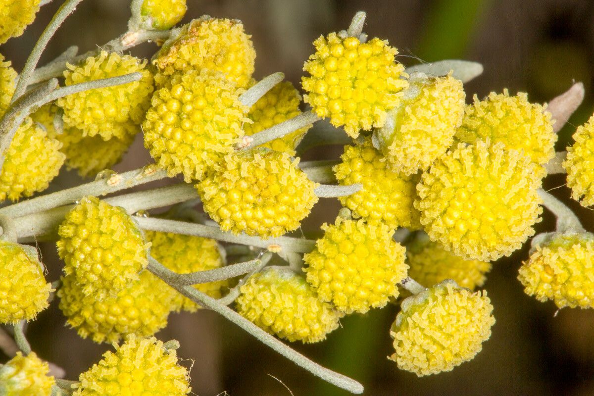Artemisia arborescens flower