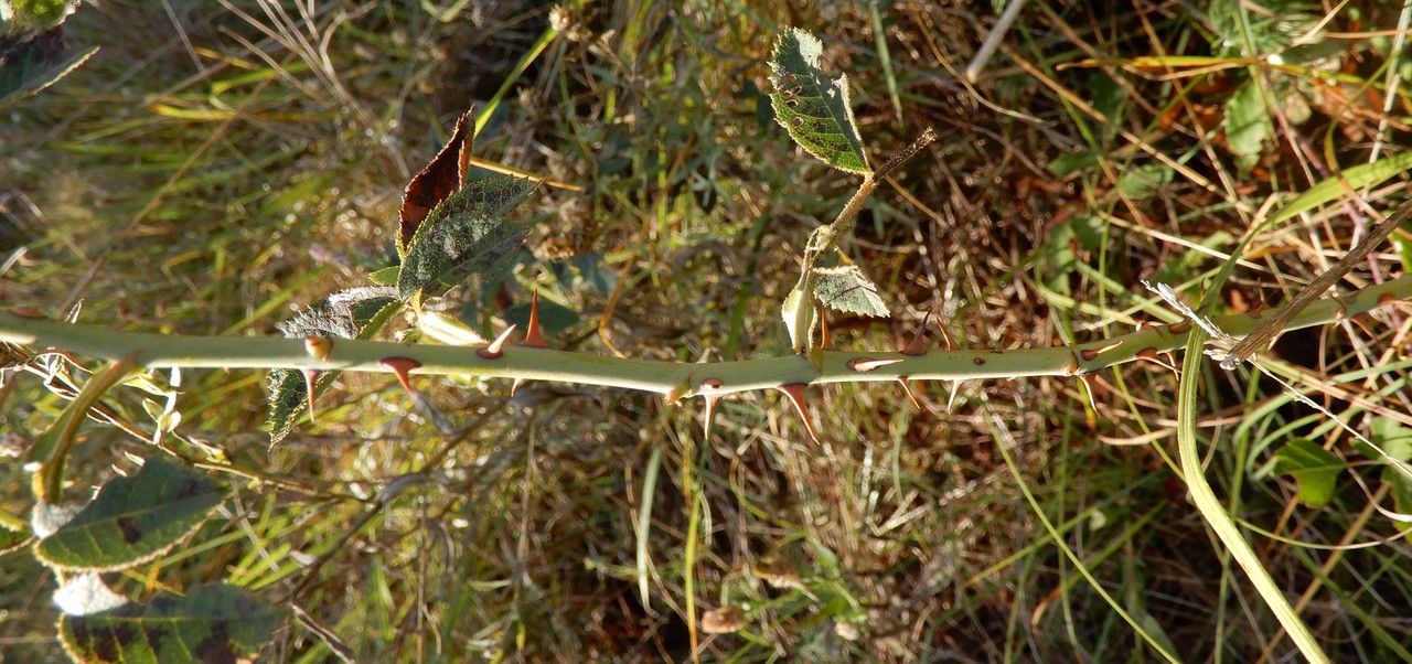 Rosa marginata — houseplant care guide