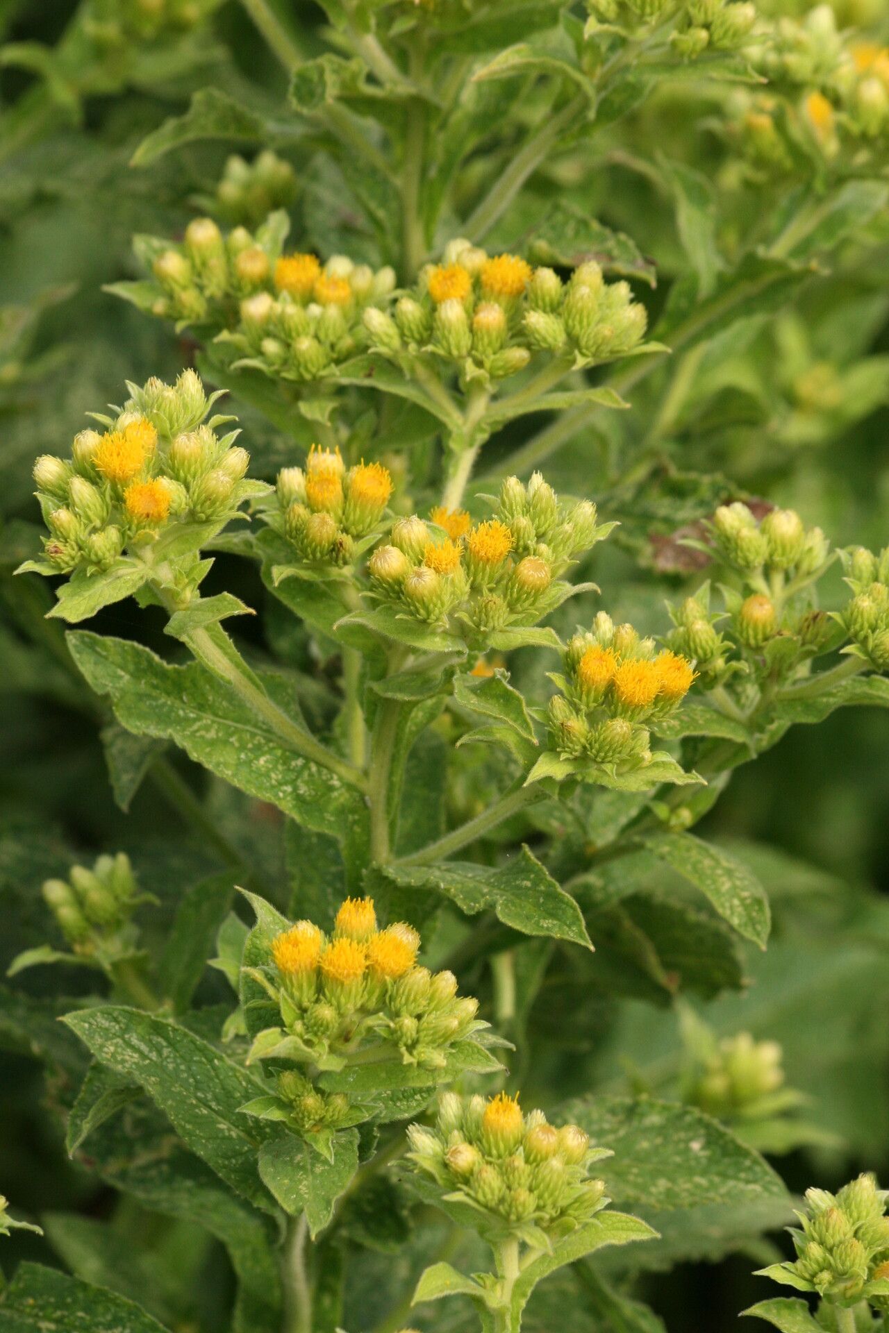 Inula thapsoides flower
