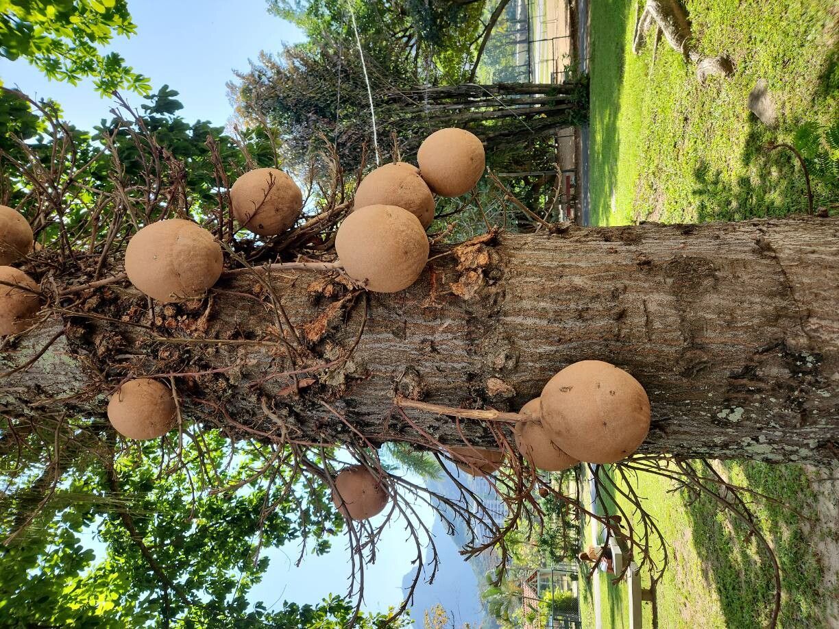 Couroupita subsessilis fruit