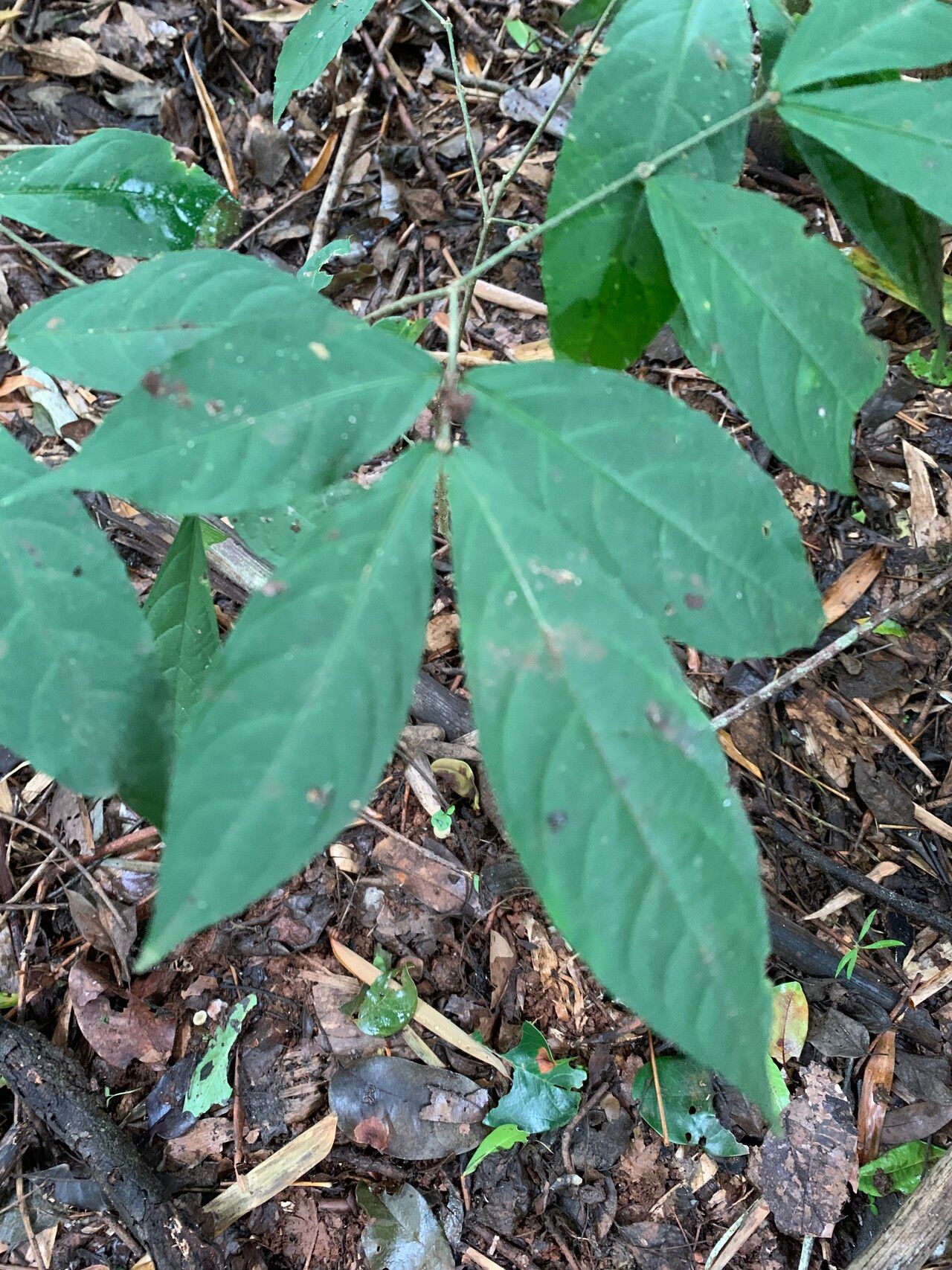 Hybanthus atropurpureus leaf