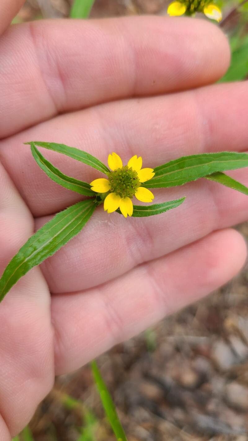 Sanvitalia abertii flower