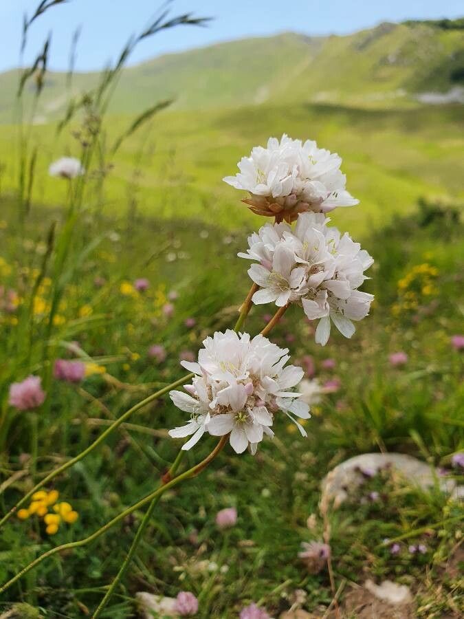 Armeria pubinervis flower