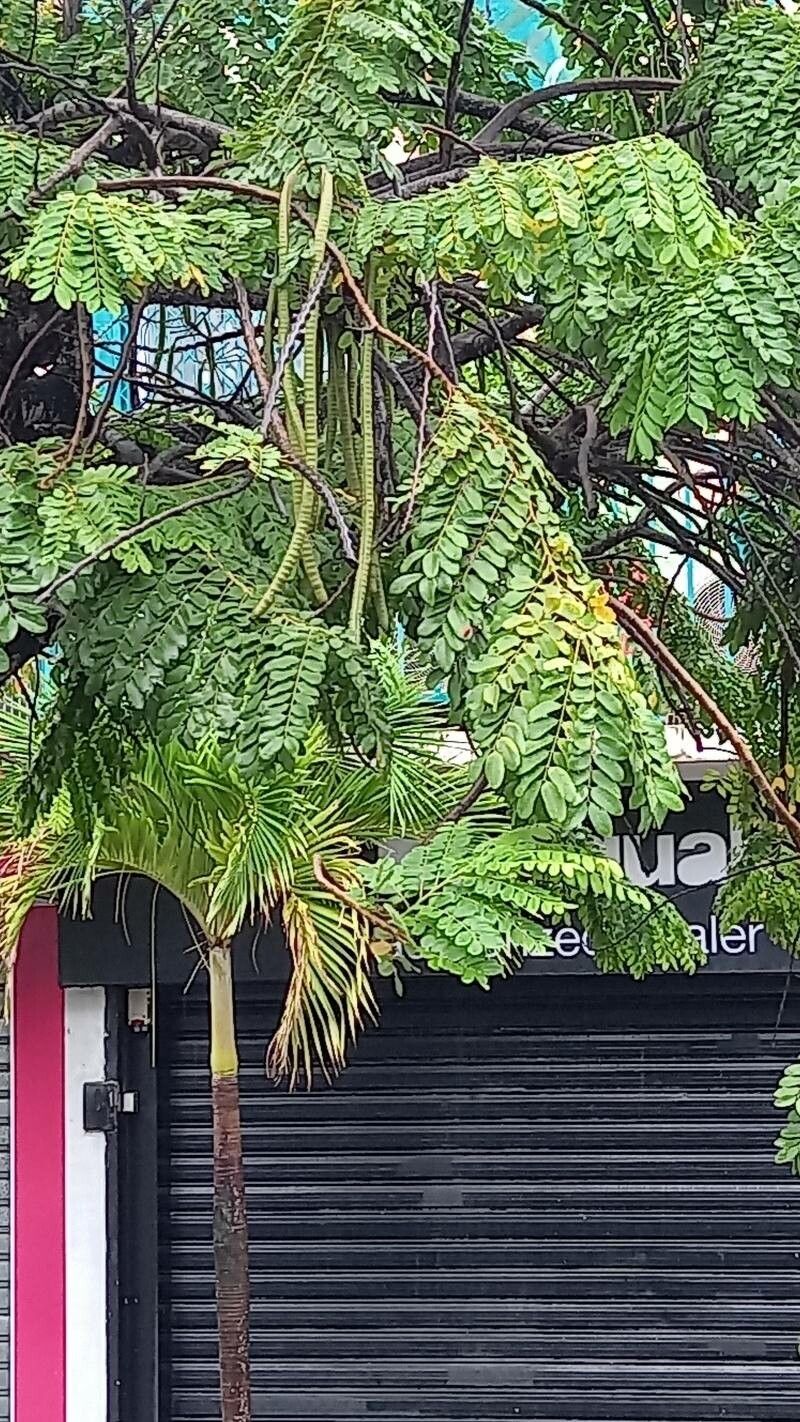 Cassia javanica fruit