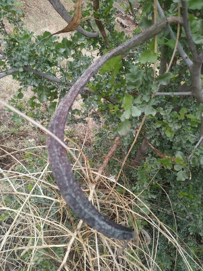 Dolichandrone falcata fruit