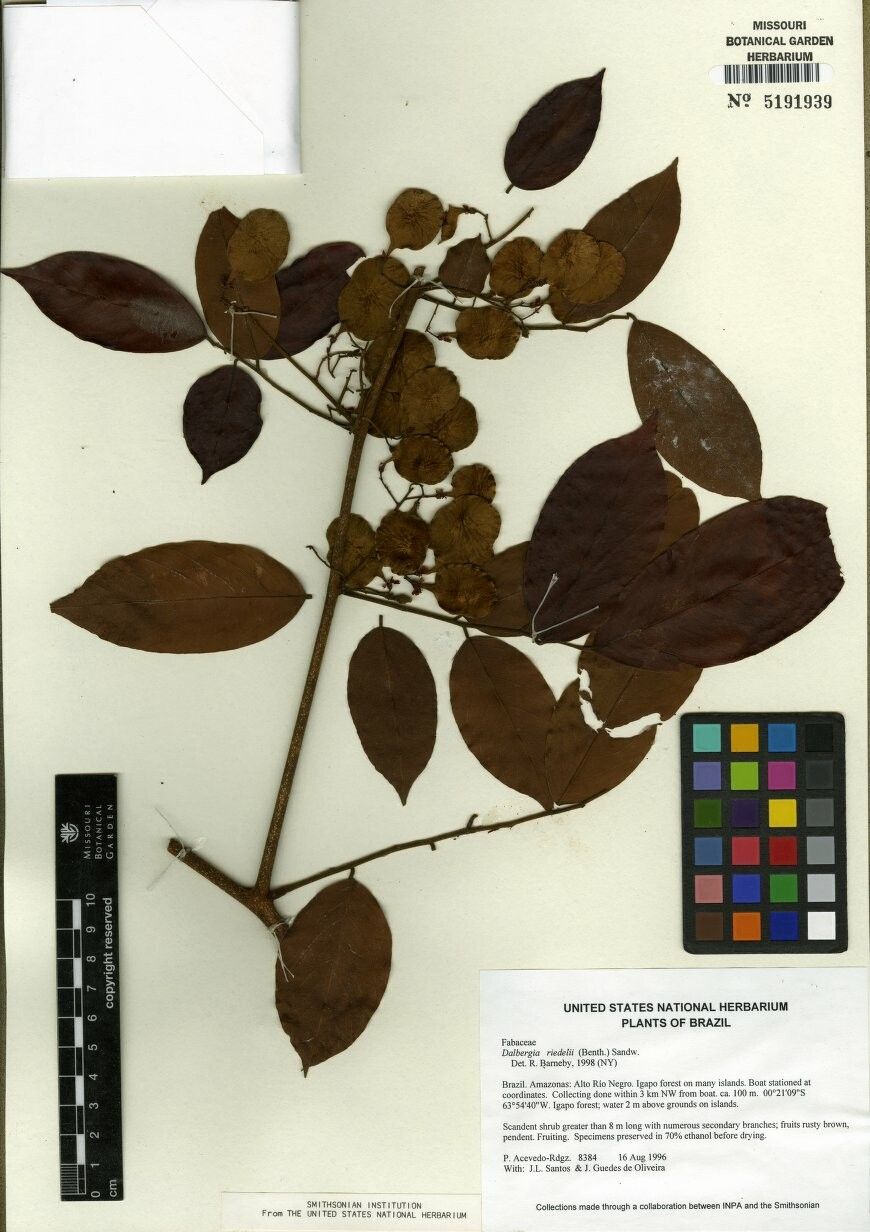 Dalbergia riedelii — houseplant care guide