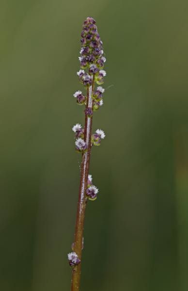 Triglochin palustre flower