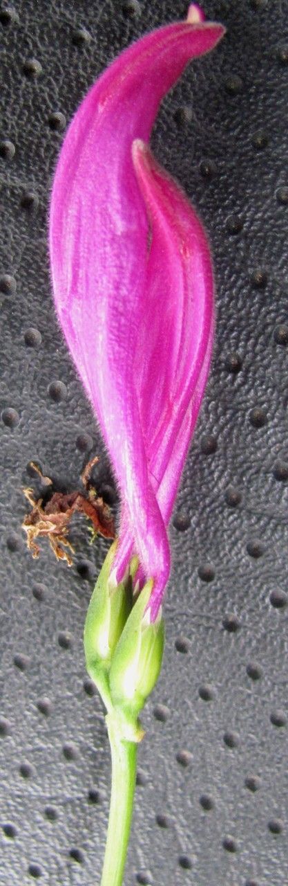 Dicliptera trifurca — houseplant care guide