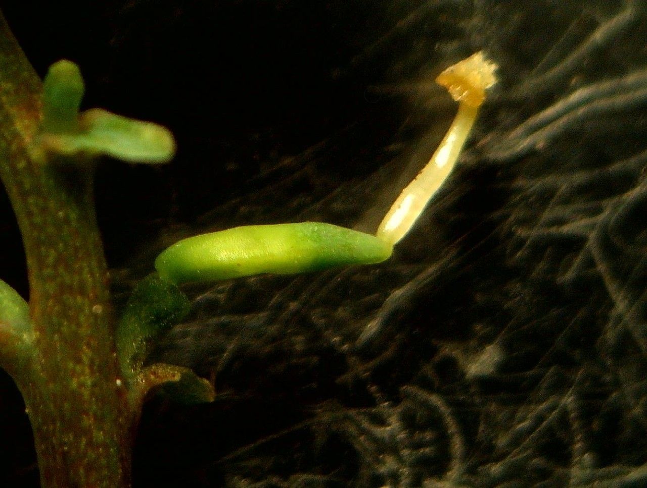 Ceratocapnos claviculata fruit