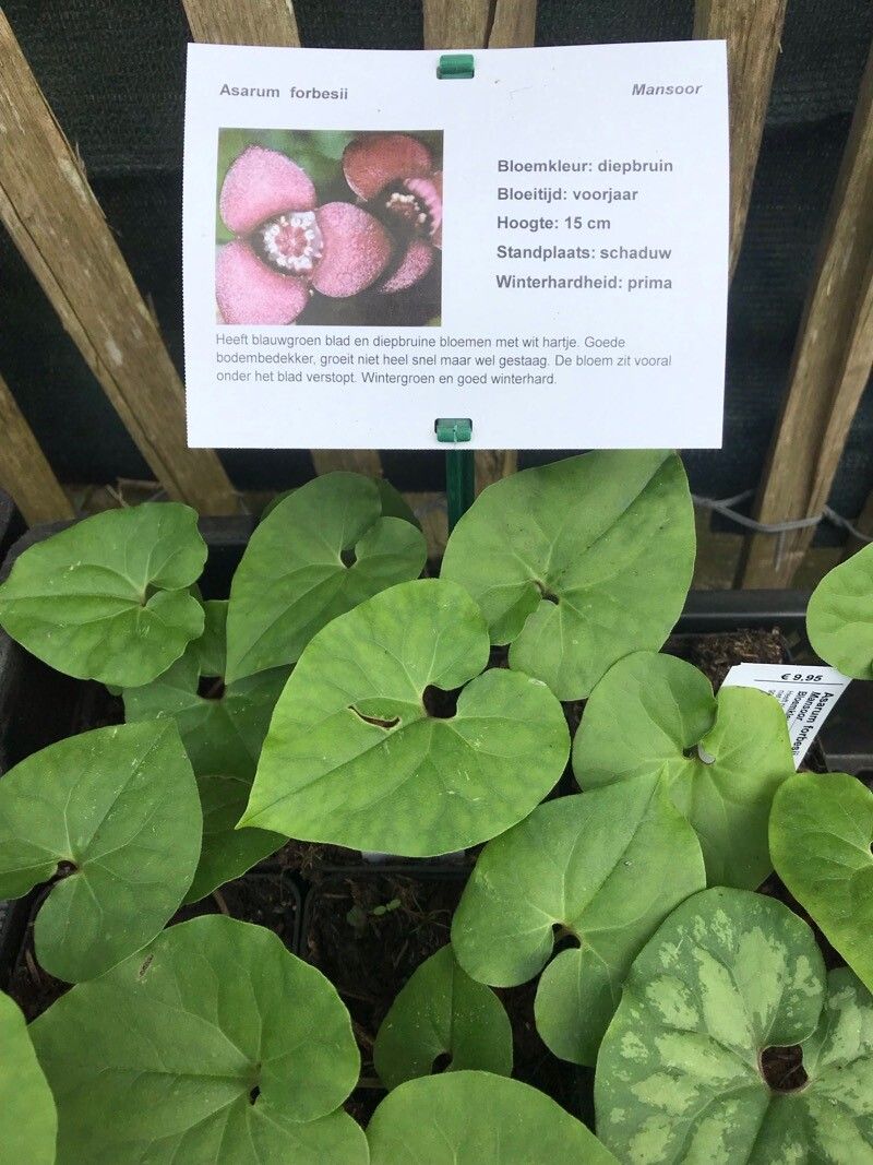 Asarum forbesii — search result for 'Asarum'