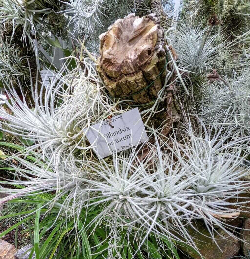 Tillandsia tectorum habit
