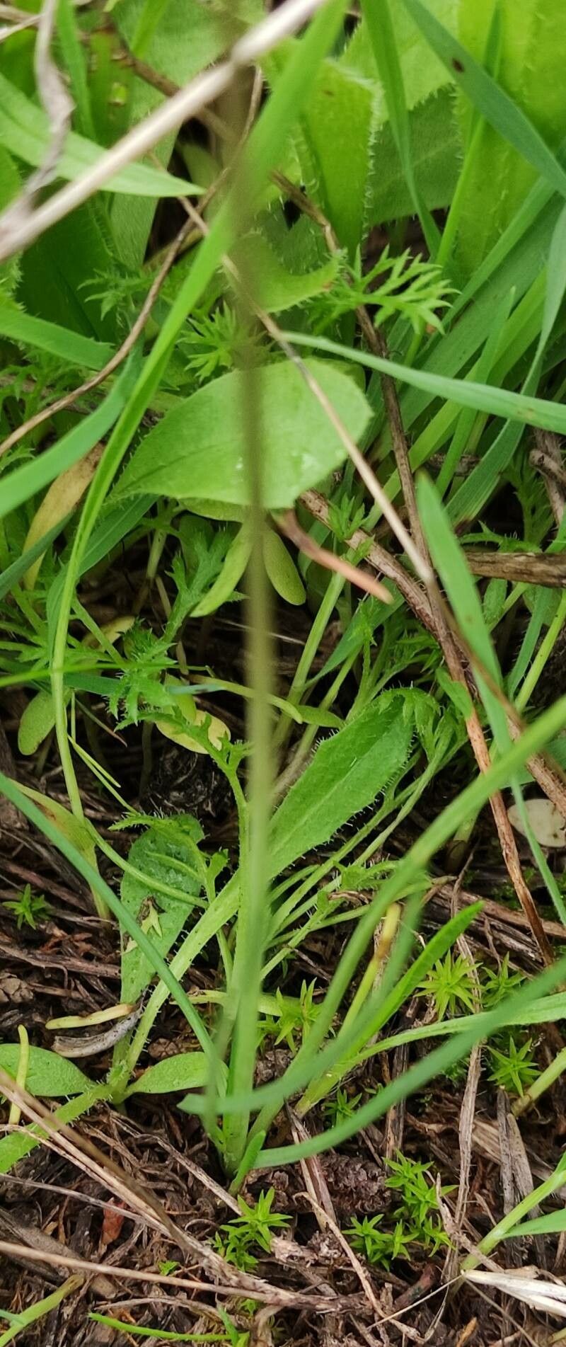 Acis autumnalis — search result for 'Amaryllidaceae'