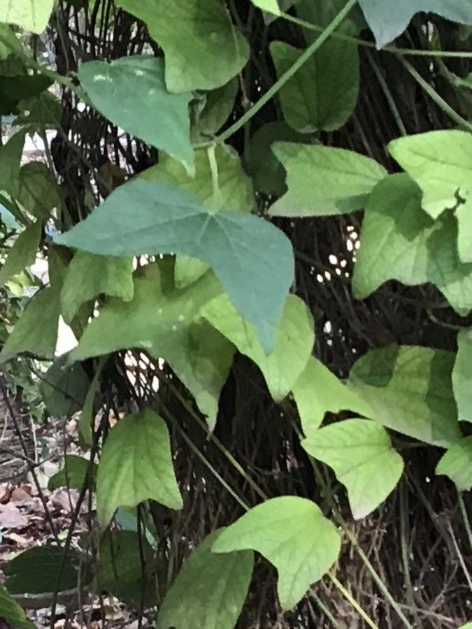 Passiflora citrina — search result for 'Citrus'