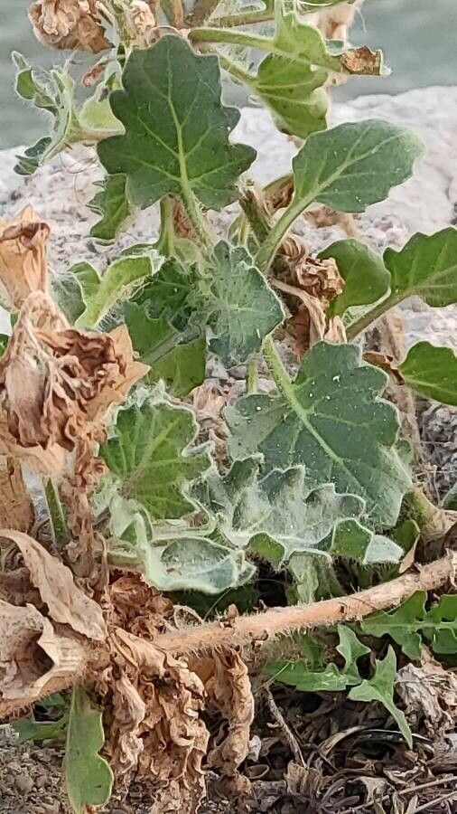 Hyoscyamus albus — related species from the same genus