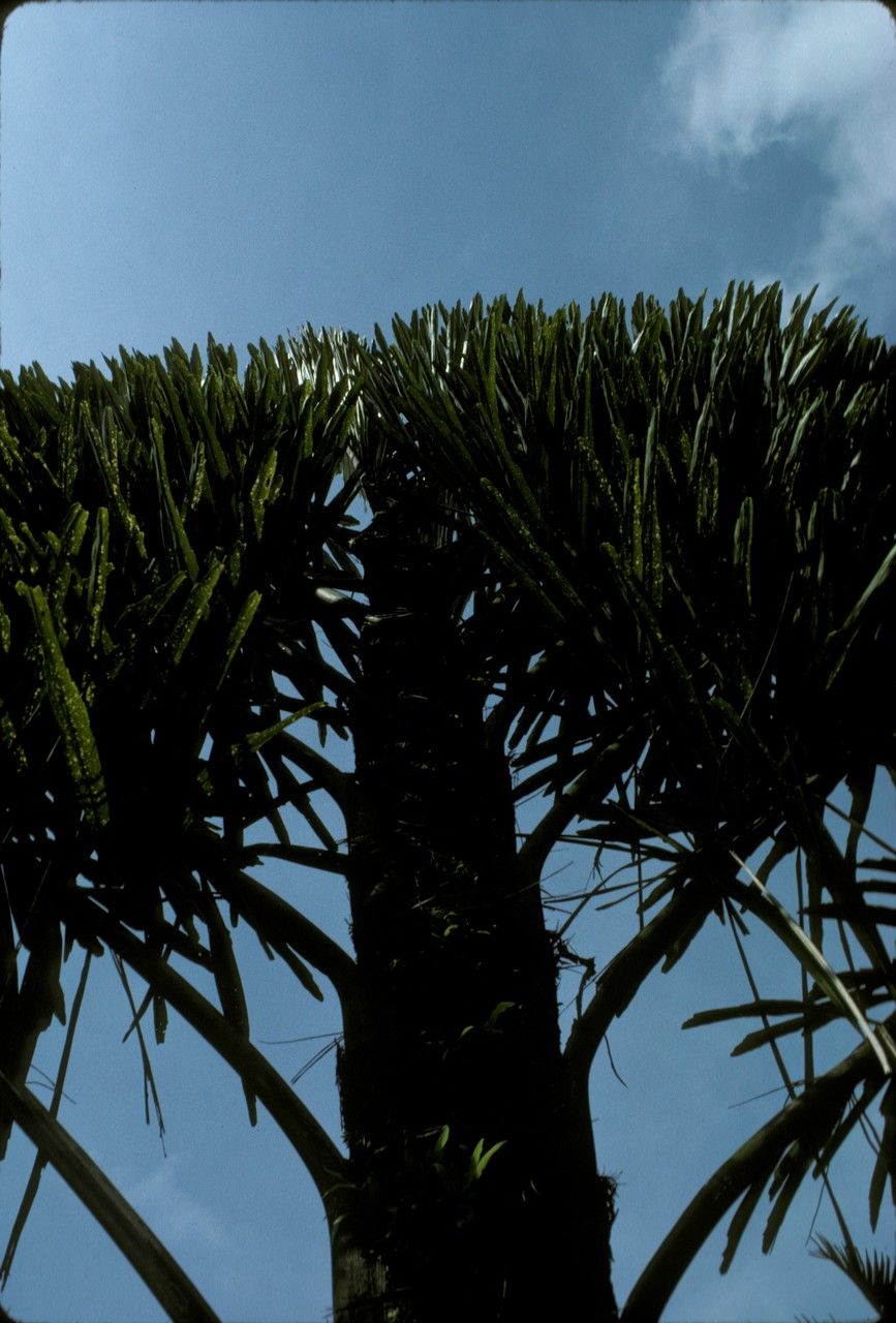 Wallichia disticha leaf