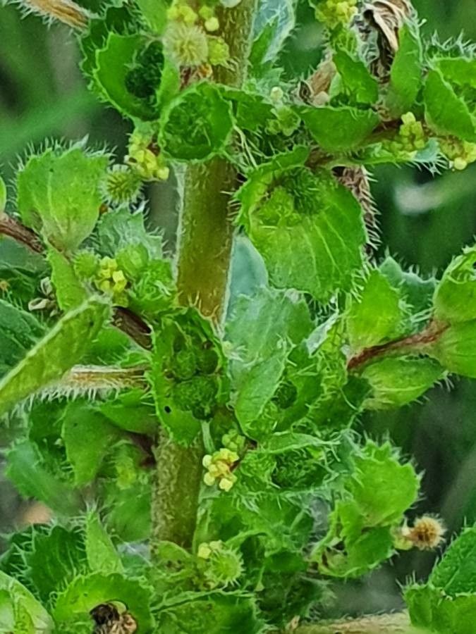 Acalypha crenata other