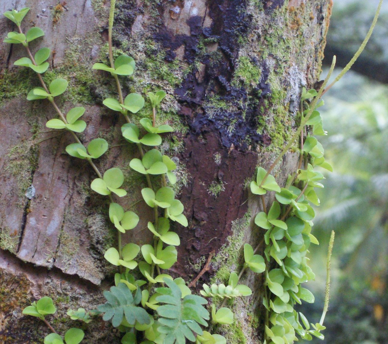 Peperomia trifolia leaf