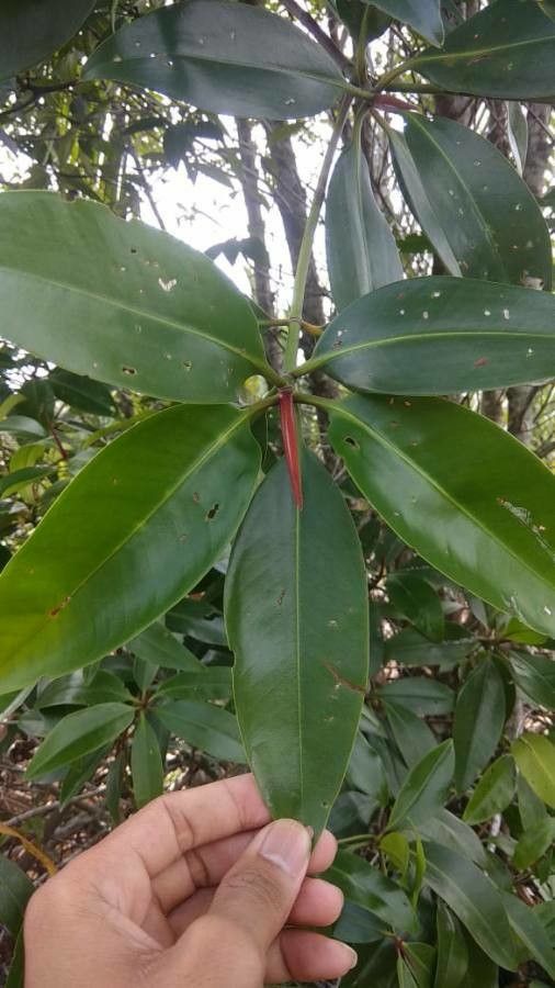 Rhizophora apiculata fruit