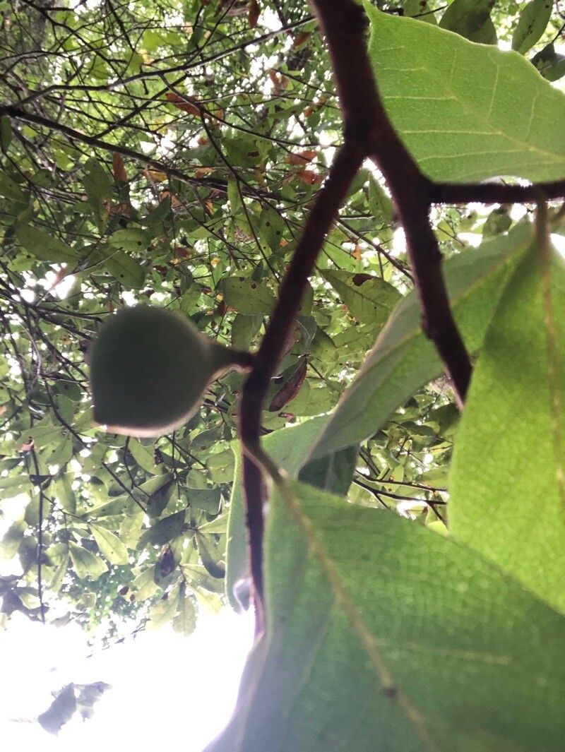 Asimina parviflora fruit