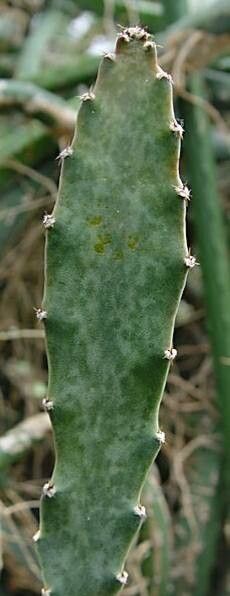 Acanthocereus maculatus