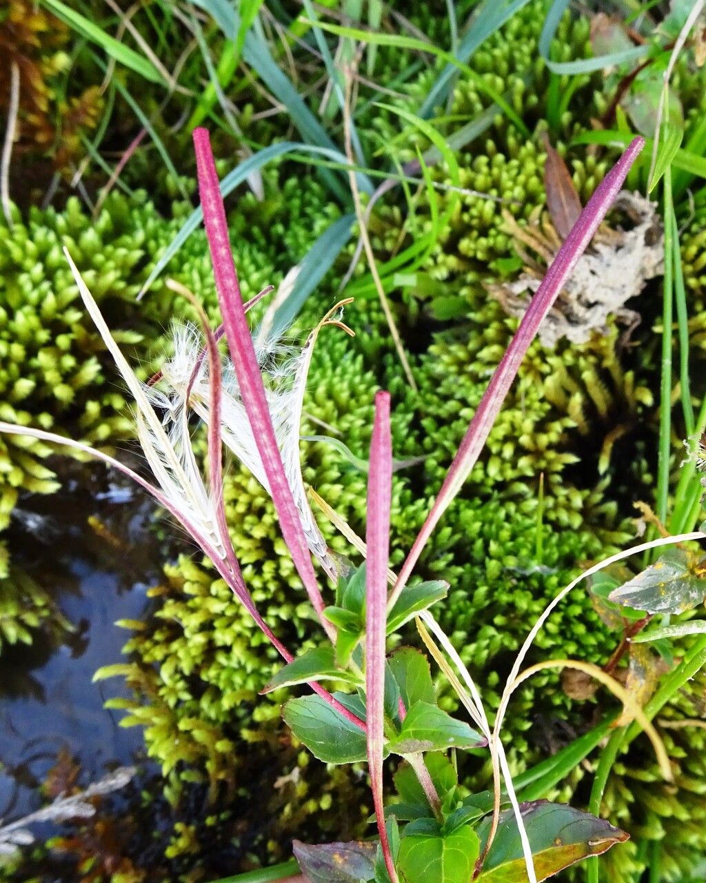 Epilobium alsinifolium fruit