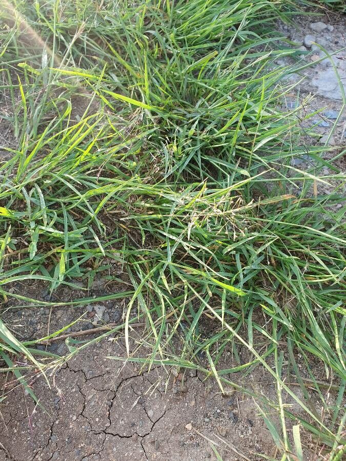 Eragrostis papposa — search result for 'Eragrostis'