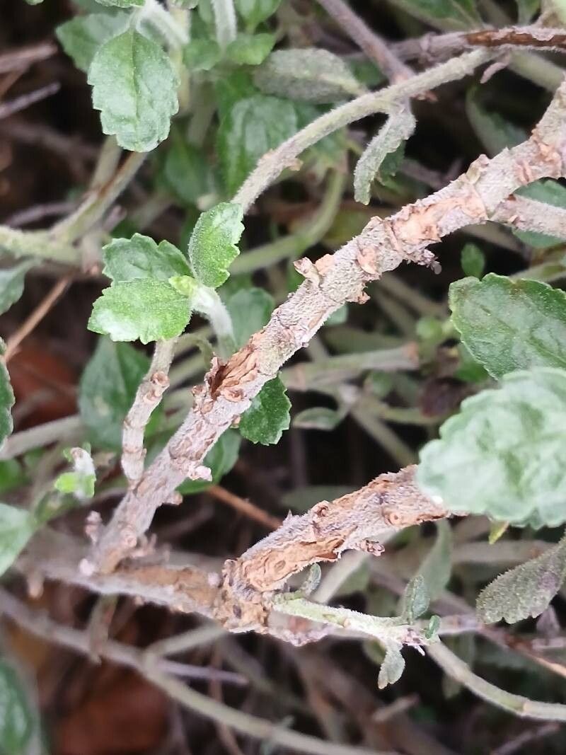 Teucrium × lucidrys bark