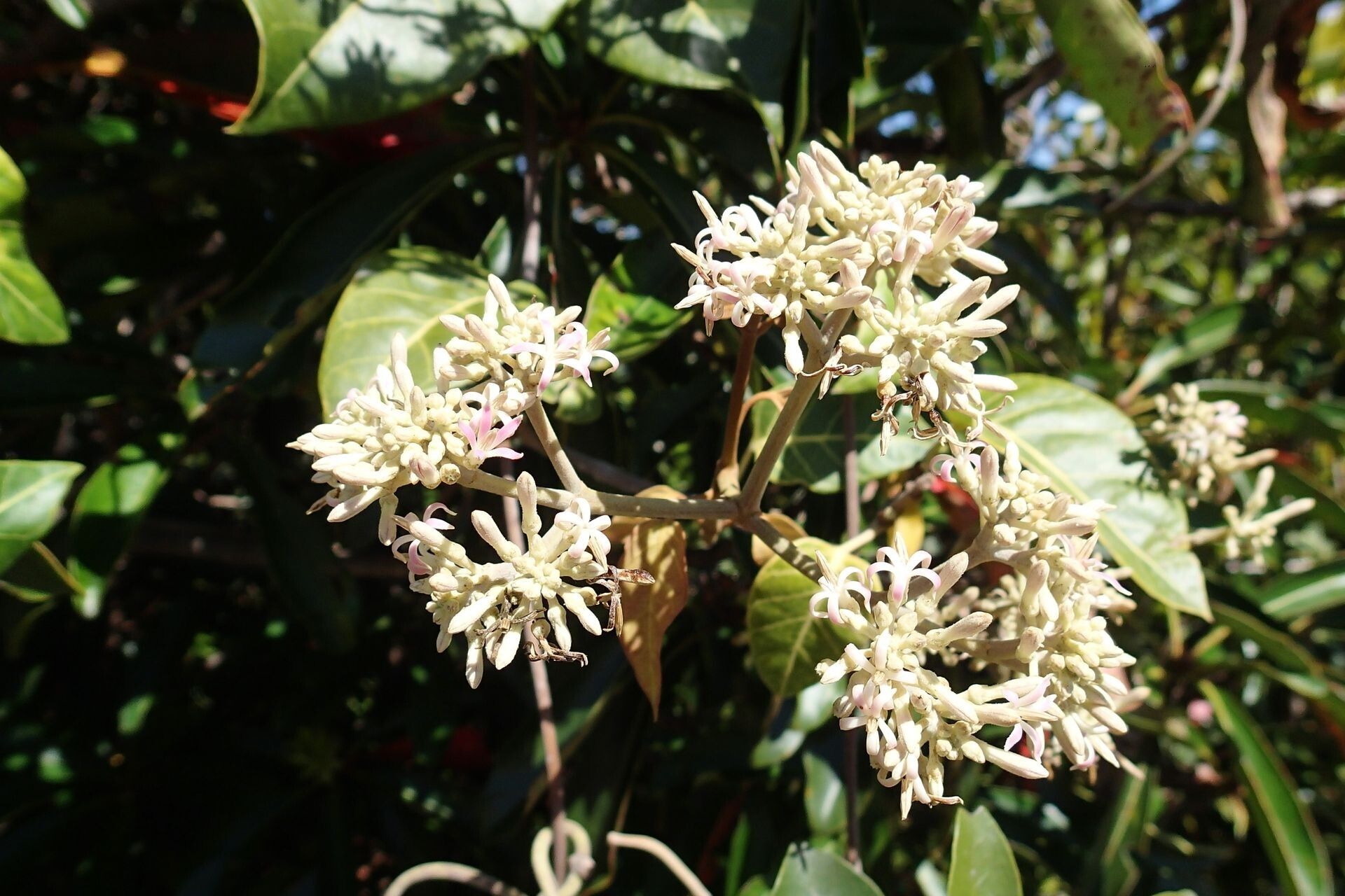 Parsonsia crebriflora — related species from the same genus