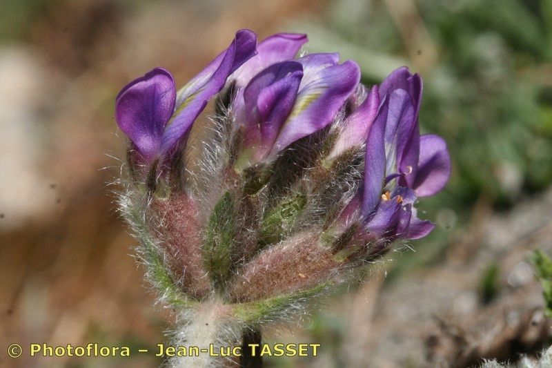 Oxytropis xerophila flower