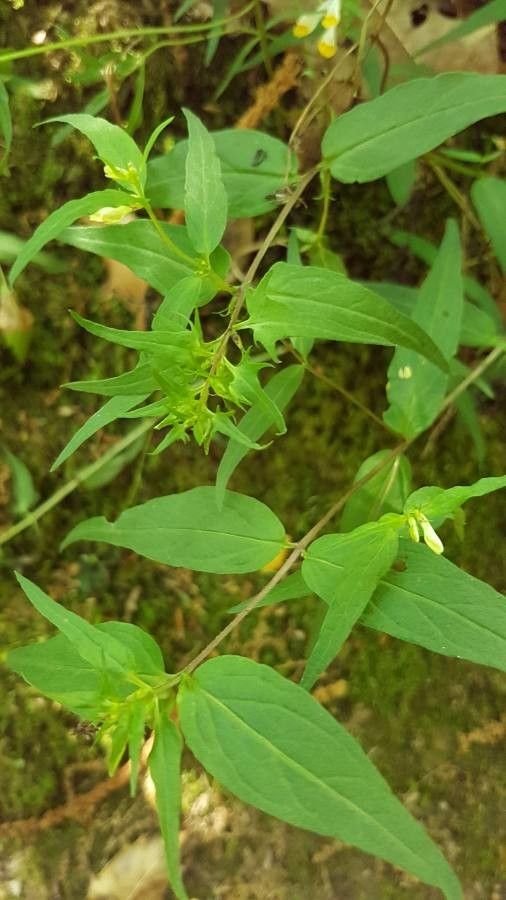 Melampyrum lineare — search result for 'Orobanchaceae'