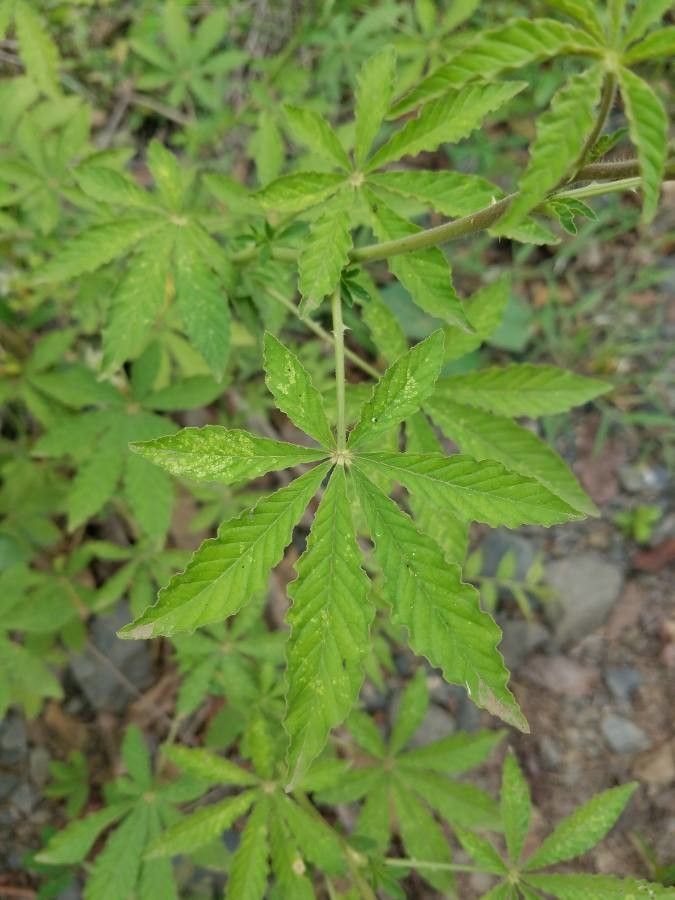 Tarenaya spinosa leaf
