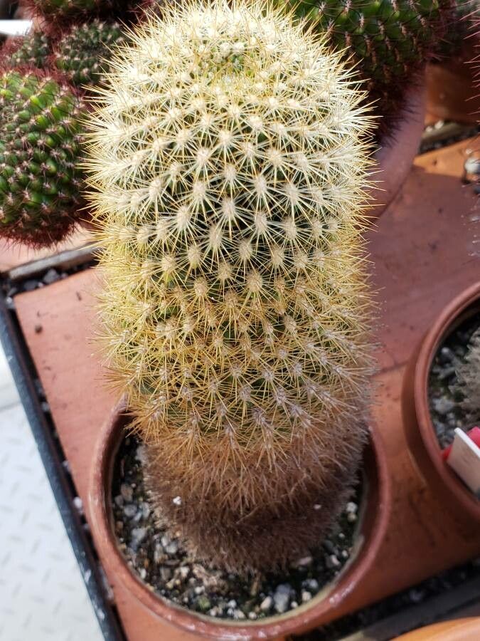 Lobivia pygmaea habit