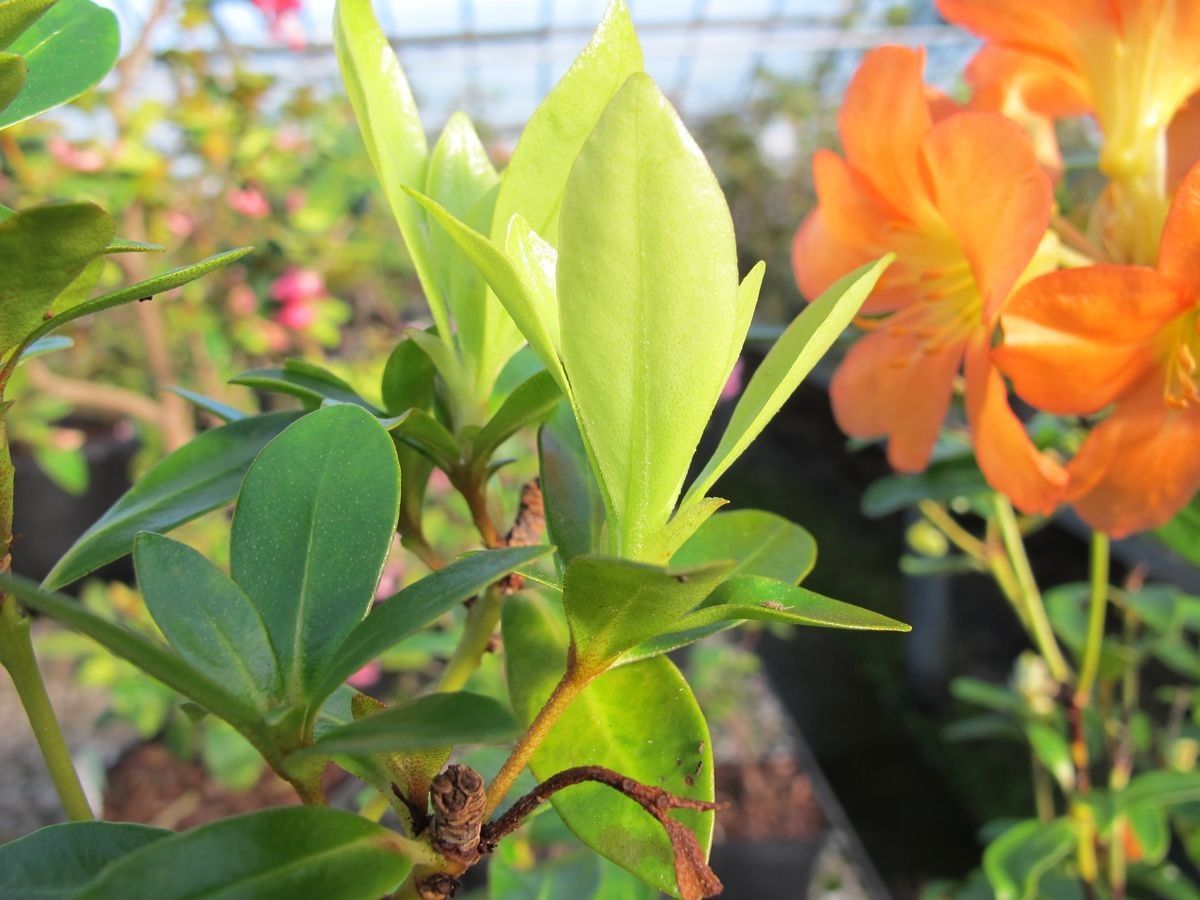 Rhododendron acrophilum