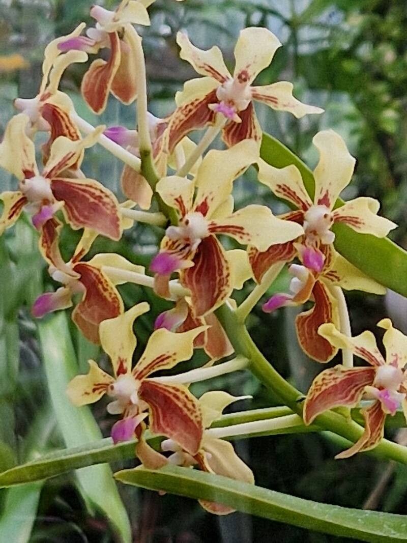 Vanda lamellata flower
