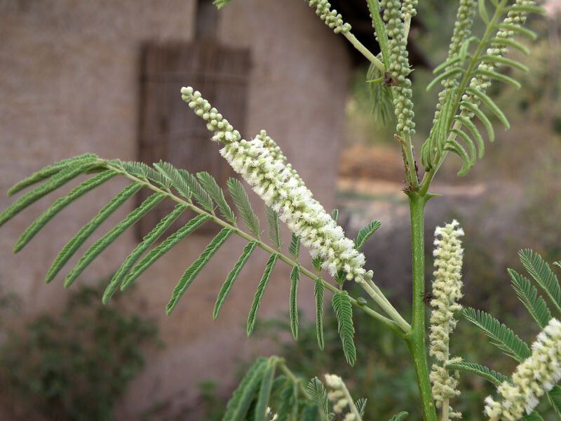 Senegalia chundra flower