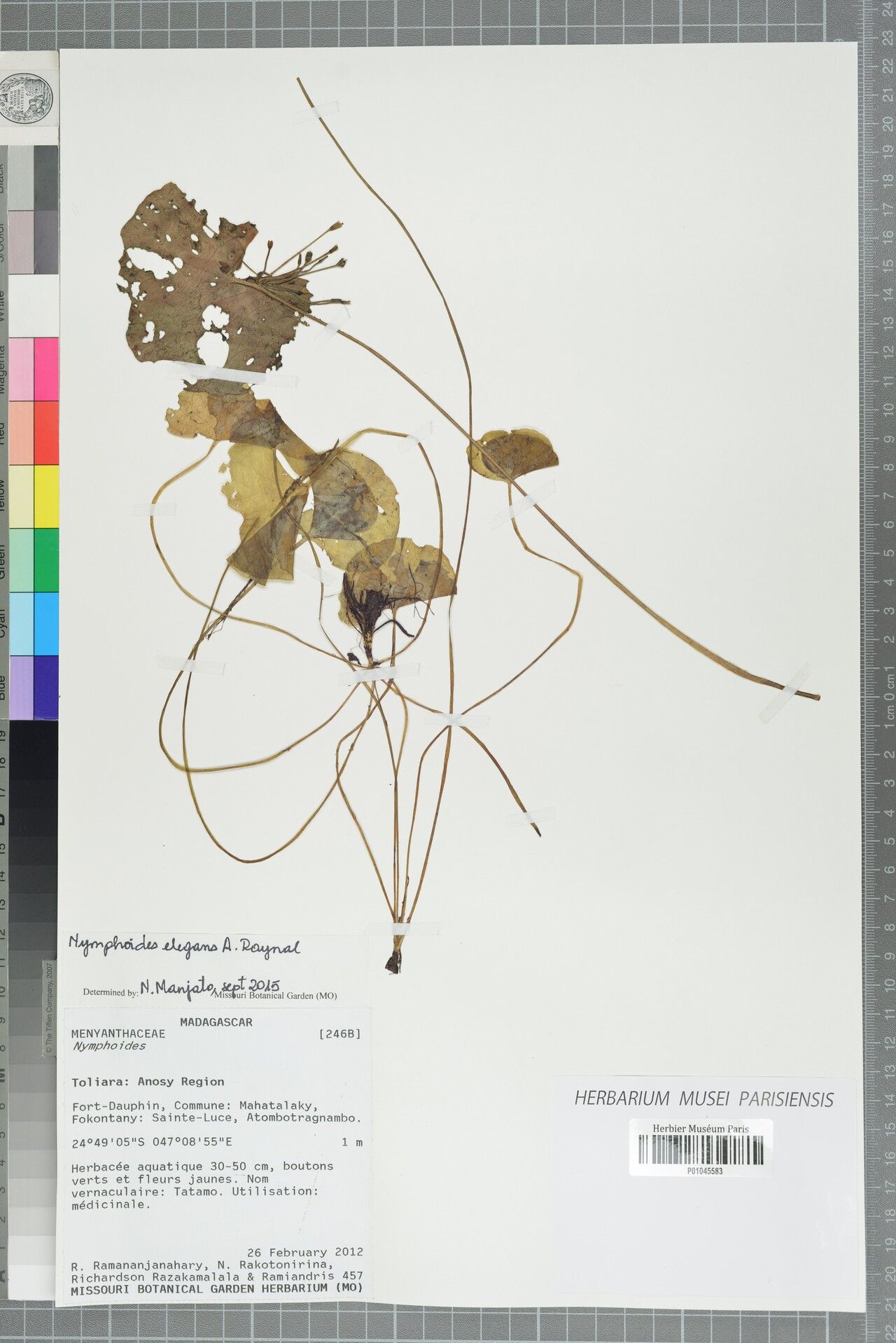 Nymphoides elegans — houseplant care guide