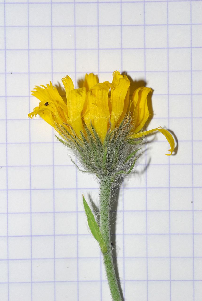 Hieracium porrectum flower