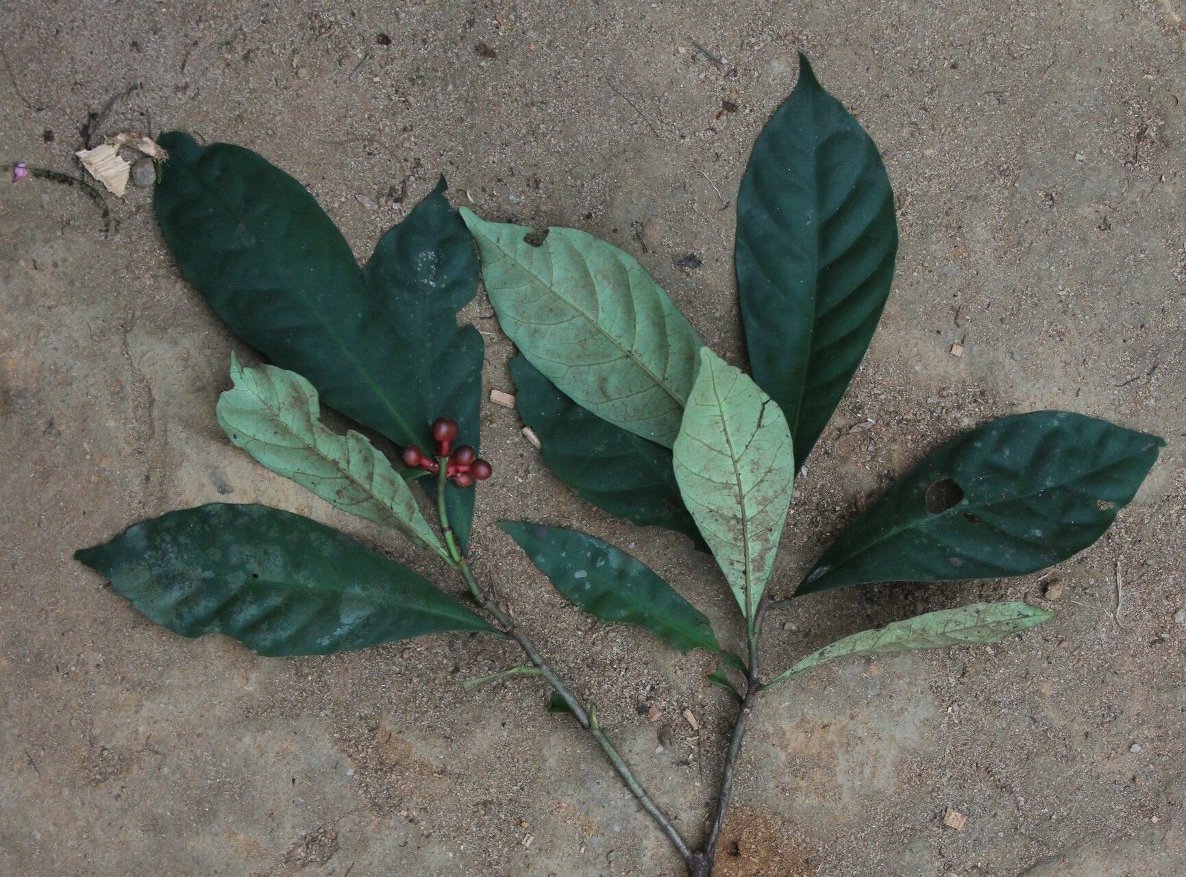 Ixora minutiflora habit