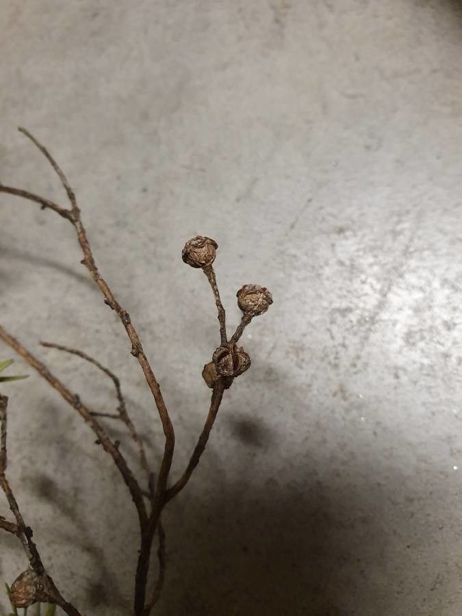 Podocarpus totara fruit
