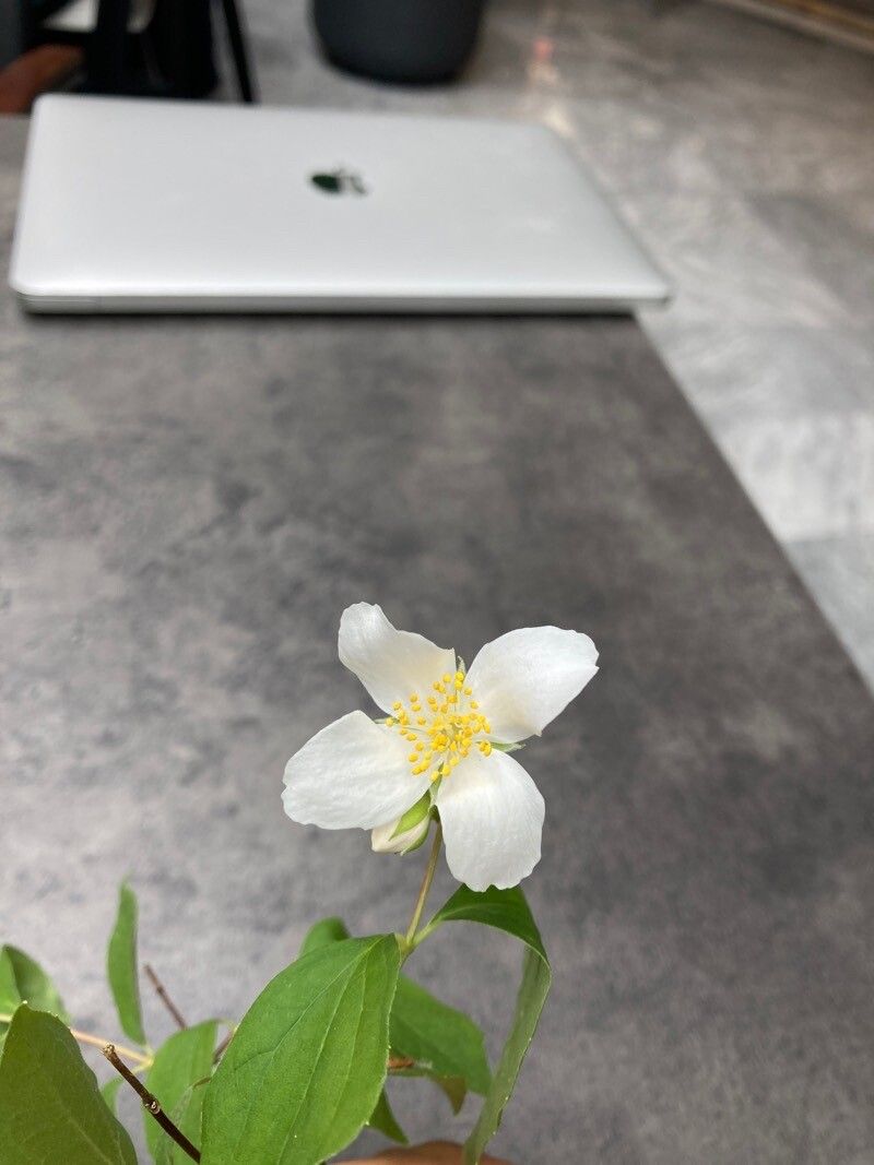 Philadelphus hirsutus flower