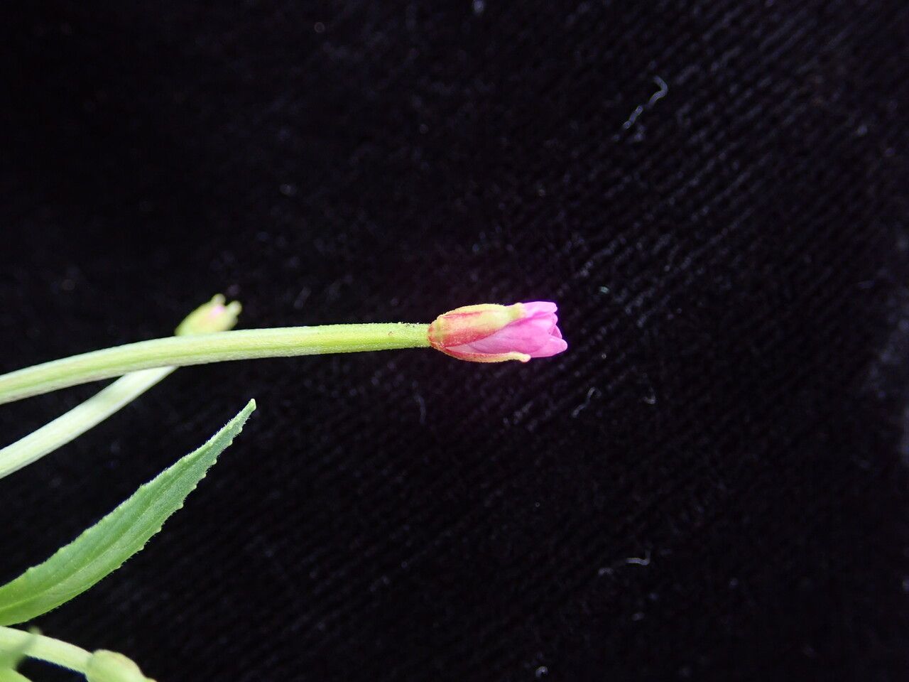 Epilobium cylindricum flower