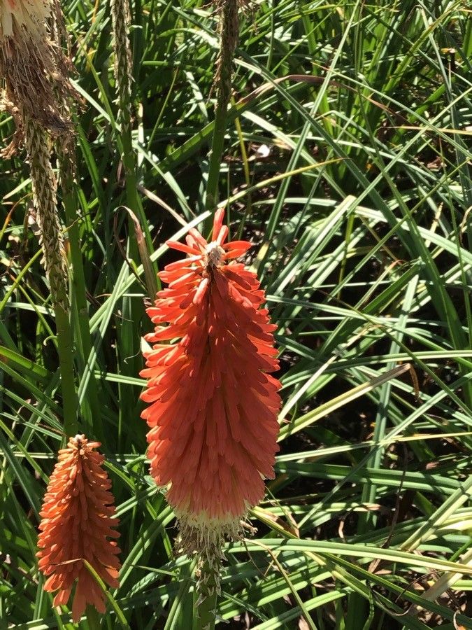 Kniphofia ensifolia flower