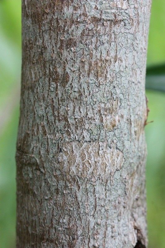 Olea lancea bark