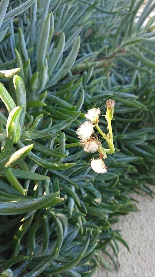 Senecio serpens flower