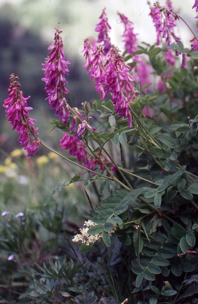 Hedysarum brigantiacum flower