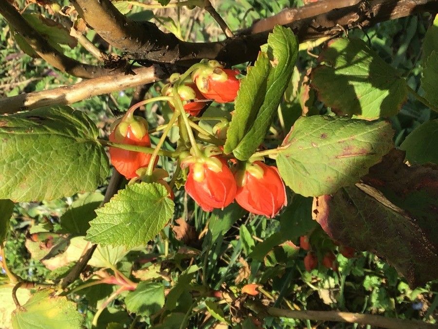 Greyia flanaganii flower