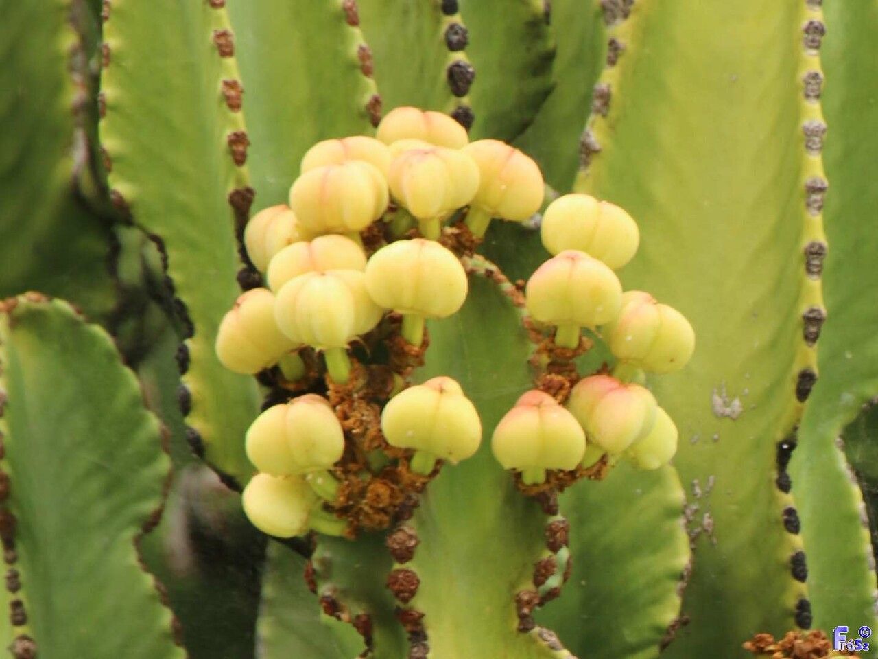 Euphorbia canariensis fruit