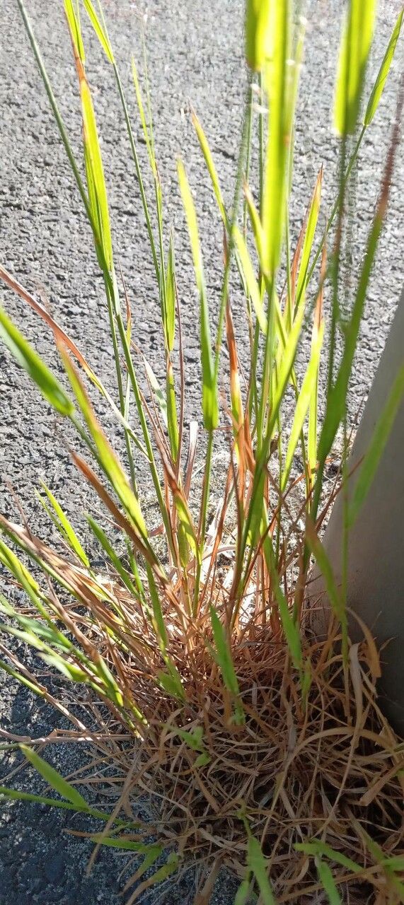 Agrostis capillaris leaf