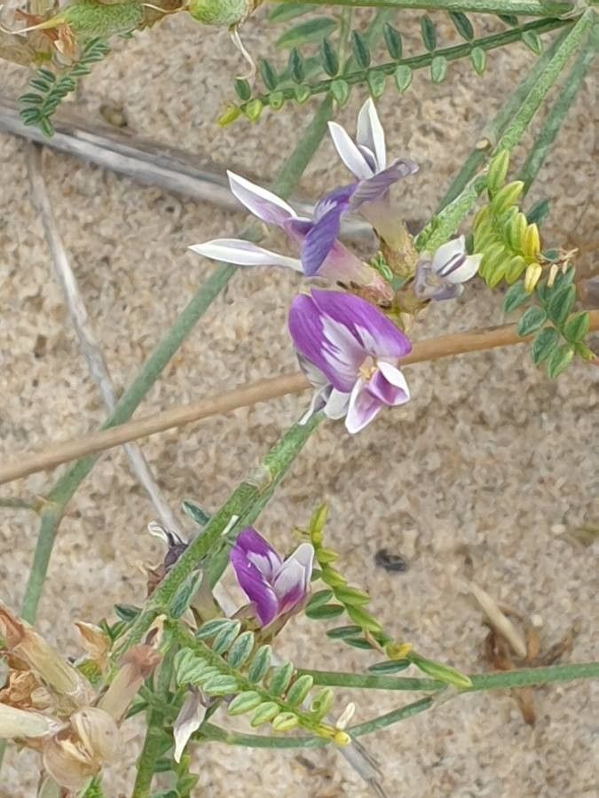 Astragalus baionensis flower