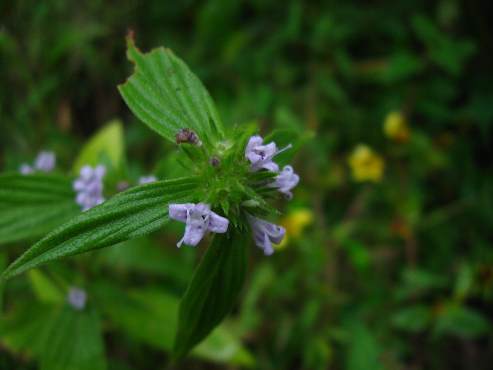 Spermacoce ruelliae flower
